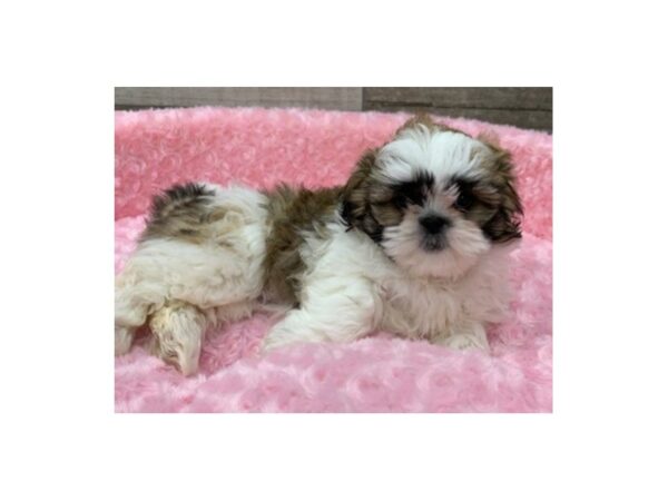 Shih Tzu-DOG-Female-Brindle & White-8990-Petland San Antonio, TX