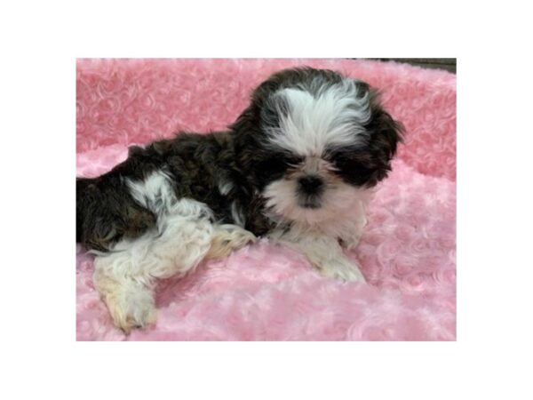 Shih Tzu-DOG-Female-Brindle & White-8991-Petland San Antonio, TX