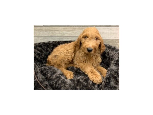 Goldendoodle DOG Male Golden 8992 Petland San Antonio, TX