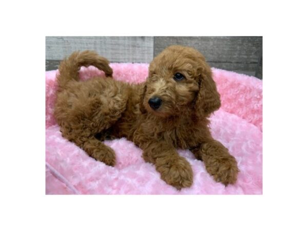 Goldendoodle DOG Female Golden 8993 Petland San Antonio, TX