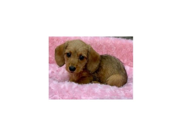 Dachshund-DOG-Female-Wild Boar-8998-Petland San Antonio, TX