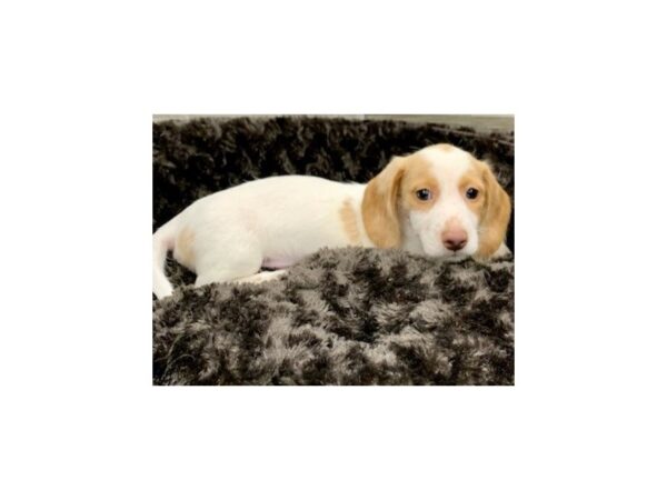 Dachshund DOG Male Cream Dapple Piebald 8997 Petland San Antonio, TX