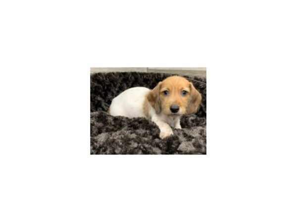 Dachshund DOG Male Red Dapple Piebald 8996 Petland San Antonio, TX