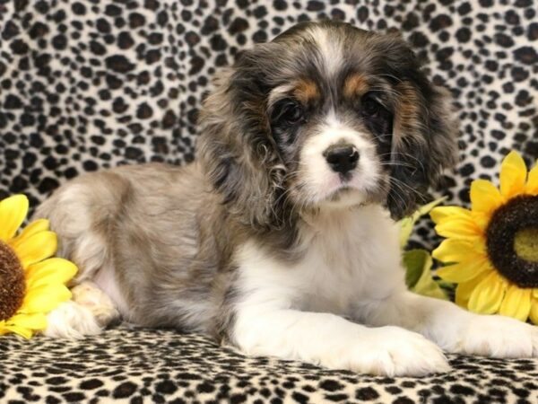 Cocker Spaniel DOG Female Blue Merle & White 8995 Petland San Antonio, TX