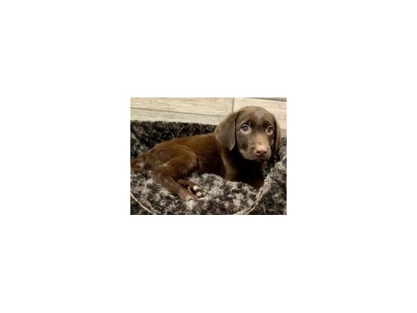 Labrador Retriever DOG Male Choclate 8994 Petland San Antonio, TX