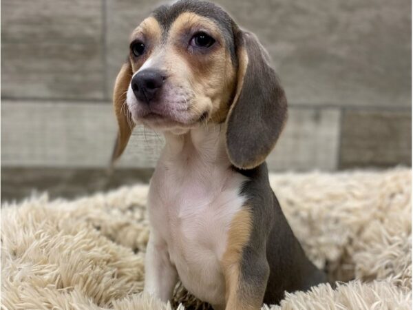 Beagle-DOG-Female-Gray & White-9000-Petland San Antonio, TX