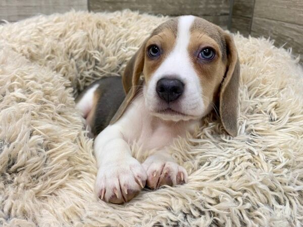 Beagle DOG Male Gray & White 8999 Petland San Antonio, TX