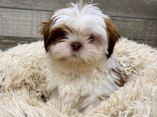 Teddy Bear DOG Male Brown & White 8965 Petland San Antonio, TX