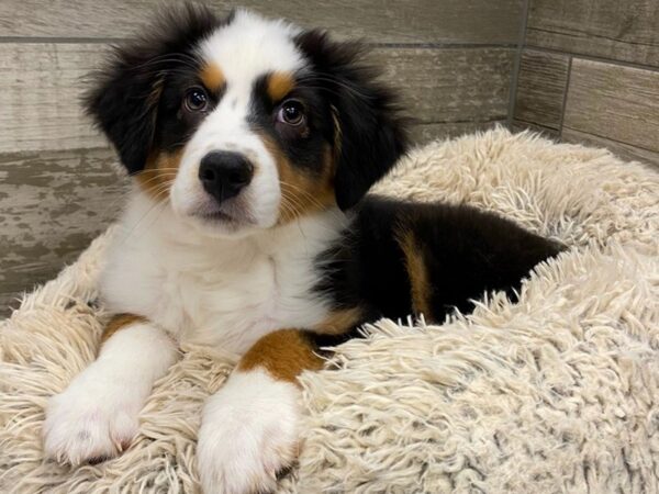 Australian Shepherd DOG Male Black White & Tan 8952 Petland San Antonio, TX