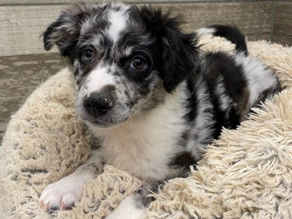 Aussiechon DOG Female Blue Merle & White 8963 Petland San Antonio, TX