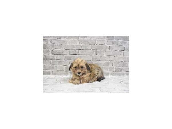 Havanese DOG Female Gold Sable 6139 Petland San Antonio, TX