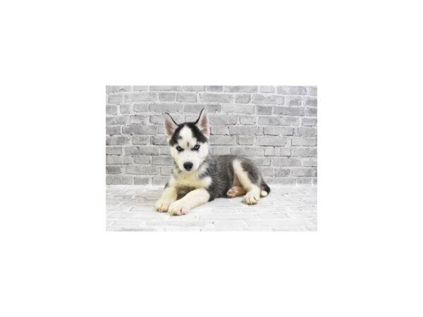 Siberian Husky-DOG-Male-Black and White-6141-Petland San Antonio, TX