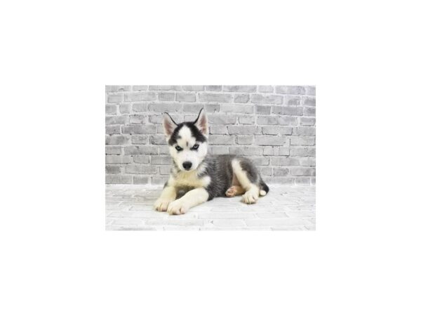 Siberian Husky DOG Male Black and White 6141 Petland San Antonio, TX