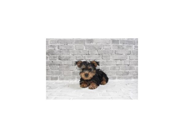 Silky Terrier DOG Female Black and Tan 6142 Petland San Antonio, TX