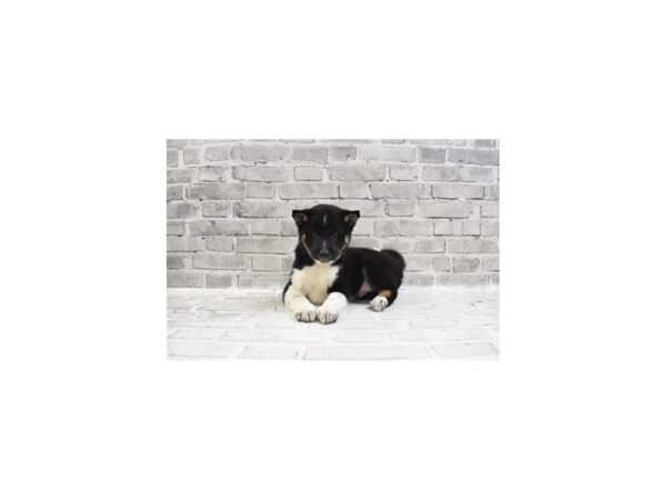 Shiba Inu DOG Male Black and Tan 6140 Petland San Antonio, TX