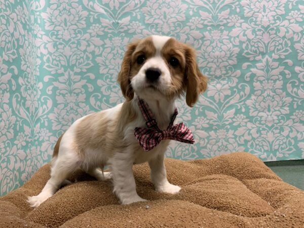 Cavalier King Charles Spaniel-DOG-Male-bheim & wh-6144-Petland San Antonio, TX
