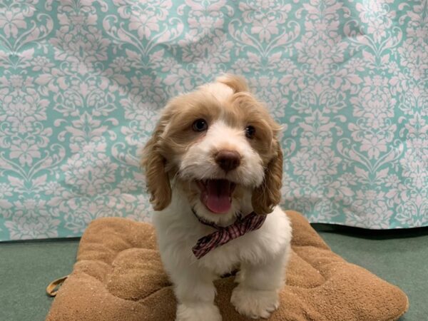 Cockapoo DOG Male bf & wh 6148 Petland San Antonio, TX