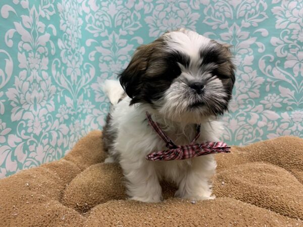 Shih Tzu DOG Male gld & wh 6149 Petland San Antonio, TX