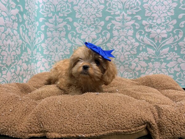 Cavapoo-DOG-Female-apct-6128-Petland San Antonio, TX