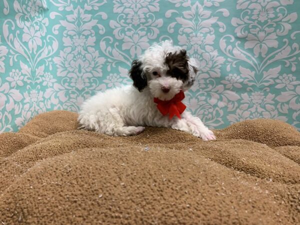 Poodle-DOG-Male-wh & chlt, tn mkgs-6145-Petland San Antonio, TX