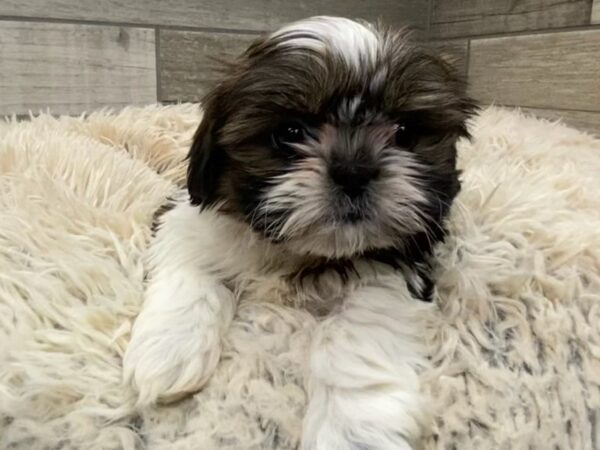 Shih Tzu-DOG-Female-Brindle & White-9001-Petland San Antonio, TX
