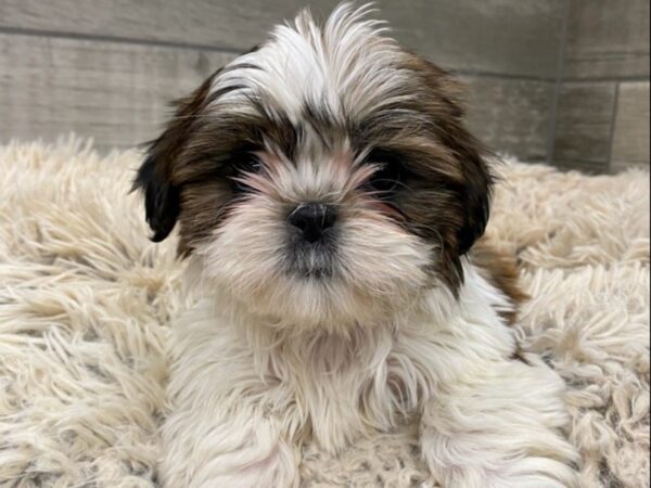 Shih Tzu-DOG-Female-Brindle & White-9002-Petland San Antonio, TX