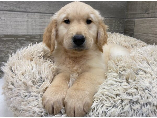 Golden Retriever DOG Male Golden 9003 Petland San Antonio, TX