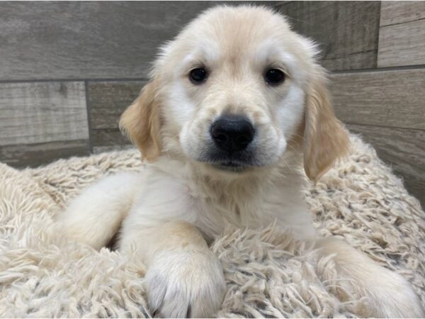 Golden Retriever DOG Female Golden 9004 Petland San Antonio, TX