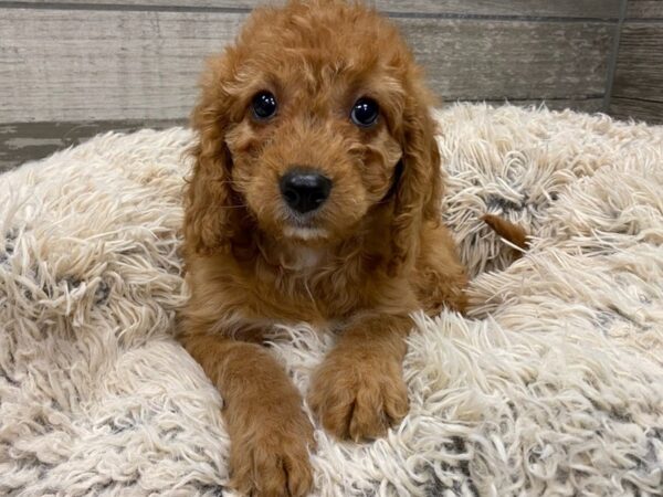 Cavapoo-DOG-Female-Apricot-9010-Petland San Antonio, TX