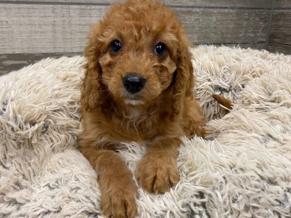 Cavapoo DOG Female Apricot 9010 Petland San Antonio, TX