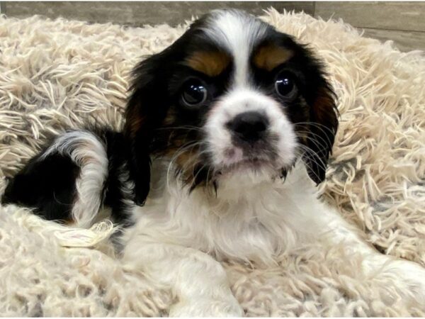 Cavalier King Charles Spaniel-DOG-Male-Black White & Tan-9006-Petland San Antonio, TX