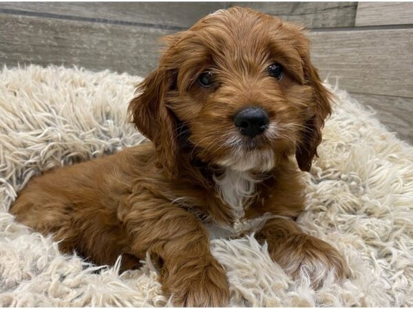 Cockapoo DOG Female Red 9015 Petland San Antonio, TX