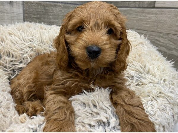 Cockapoo DOG Male Red 9014 Petland San Antonio, TX