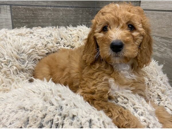 Moyan Goldendoodle DOG Female Red 9013 Petland San Antonio, TX