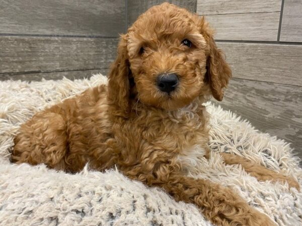 Moyan Goldendoodle DOG Male Red 9012 Petland San Antonio, TX