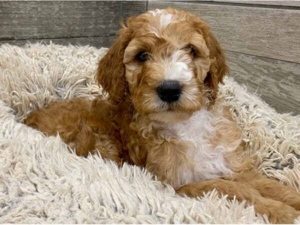 Moyan Goldendoodle DOG Male Red 9011 Petland San Antonio, TX