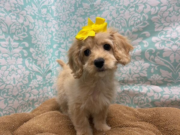 Cockapoo DOG Female bf 6103 Petland San Antonio, TX