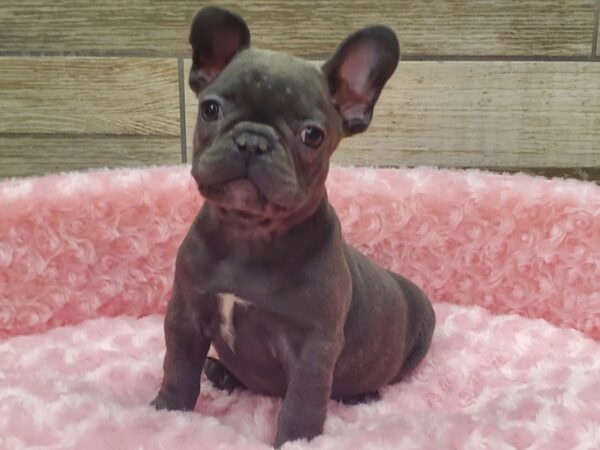 French Bulldog DOG Female Blue 9008 Petland San Antonio, TX