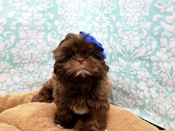 Shih Tzu-DOG-Female-lvr-6163-Petland San Antonio, TX