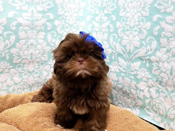 Shih Tzu DOG Female lvr 6163 Petland San Antonio, TX