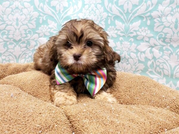 ShizaPoo DOG Male gld 6161 Petland San Antonio, TX