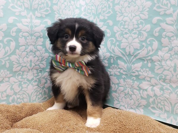 Miniature American Shepherd DOG Male blk tri 6158 Petland San Antonio, TX