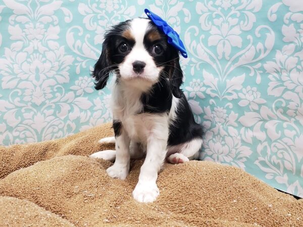 Cavalier King Charles Spaniel DOG Female wh, blk & tn 6153 Petland San Antonio, TX