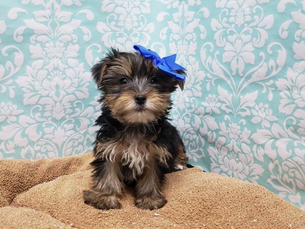 Yorkshire Terrier DOG Female blk & tn 6152 Petland San Antonio, TX