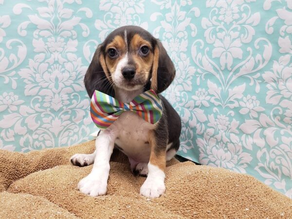 Beagle DOG Male blk tn & wh 6154 Petland San Antonio, TX