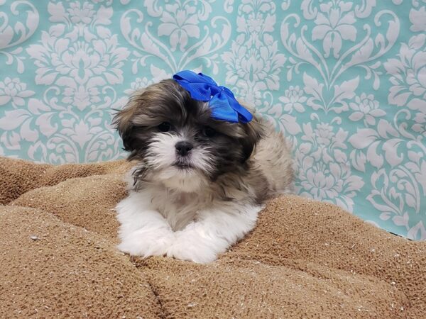 Shih Tzu DOG Female gld & wh 6151 Petland San Antonio, TX