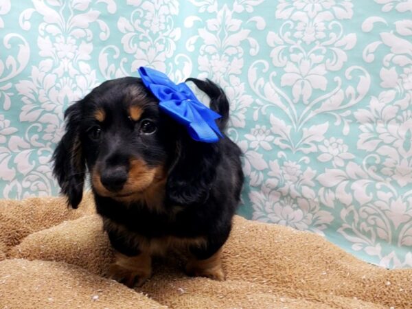 Dachshund-DOG-Female-blk & tn dpl-6156-Petland San Antonio, TX