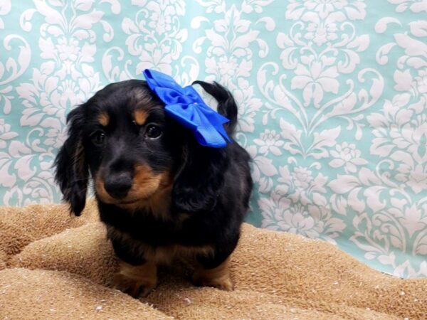 Dachshund DOG Female blk & tn dpl 6156 Petland San Antonio, TX