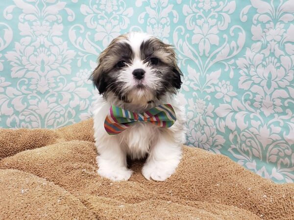 Shih Tzu DOG Male gld & wh 6150 Petland San Antonio, TX