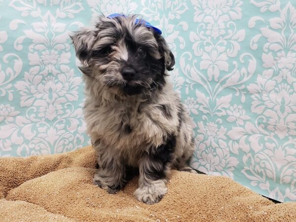 Aussiedoodle Mini-DOG-Female-merle-6159-Petland San Antonio, TX